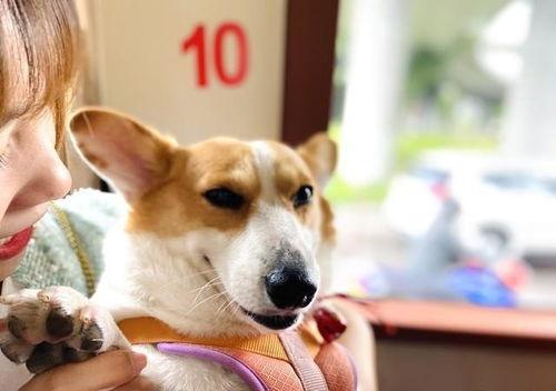 娱乐吃瓜酱忠犬琪哥